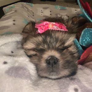 Meet your Posher, Darla